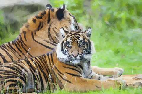 虎与虎婚姻是否相配 两个属虎人能白头到老吗