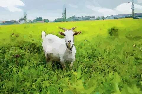 广西山间“绘画村”：村民下地是农民 提笔是“画家” 属羊男与谁配对好